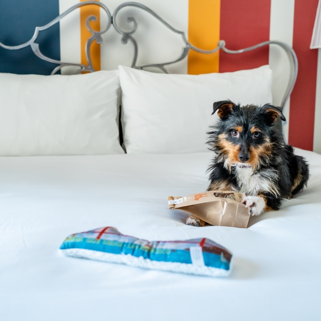 dog sitting on bed in hotel room at marker hotel in san francisco