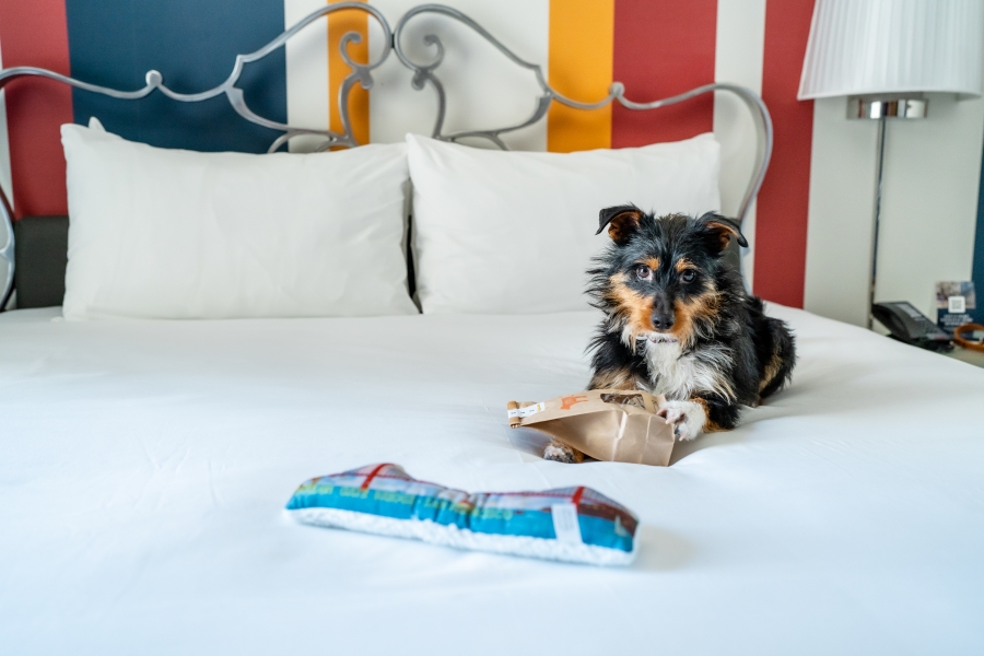 dog sitting on bed in hotel room at marker hotel in san francisco